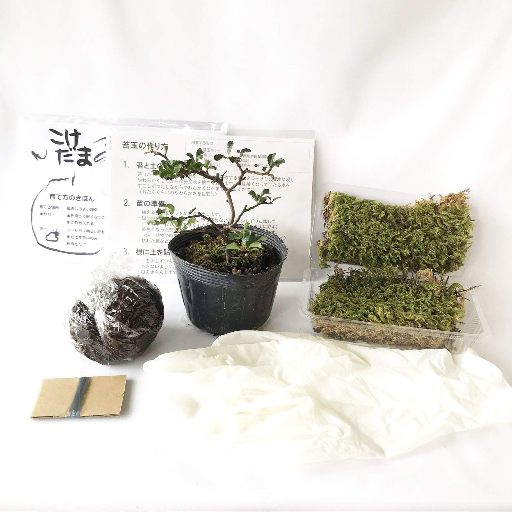 販売再開★完全品/ハイ苔5年物5個セット/庭や苔玉/厚約2cm/長47幅32 苔玉 盆栽 太い根茎 涼しげな葉 魅力的 シダ植物 シノブ 焼締